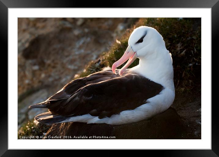 Black-Browed Albatross, Falkland Islands Framed Mounted Print by Alan Crawford