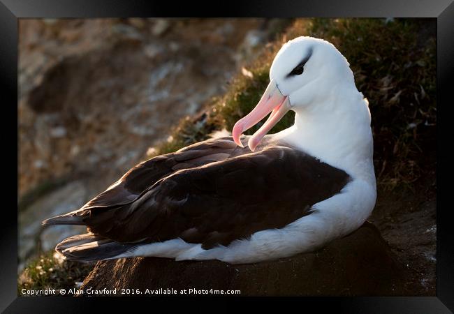 Black-Browed Albatross, Falkland Islands Framed Print by Alan Crawford