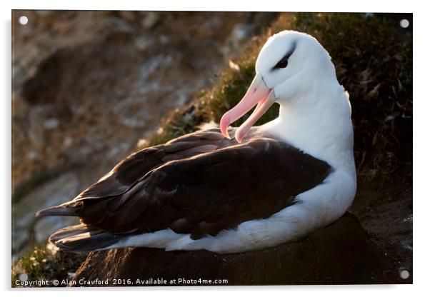 Black-Browed Albatross, Falkland Islands Acrylic by Alan Crawford