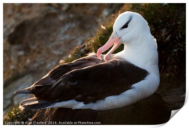 Black-Browed Albatross, Falkland Islands Print by Alan Crawford