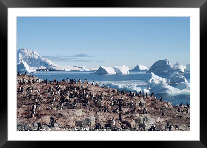 Penguins in the Antarctic Framed Mounted Print by maria munn