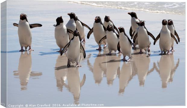 Rockhopper Penguin, Falkland Islands Canvas Print by Alan Crawford