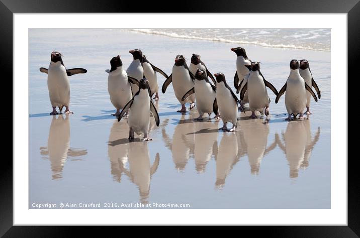 Rockhopper Penguin, Falkland Islands Framed Mounted Print by Alan Crawford