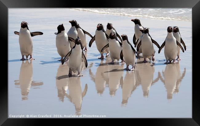 Rockhopper Penguin, Falkland Islands Framed Print by Alan Crawford