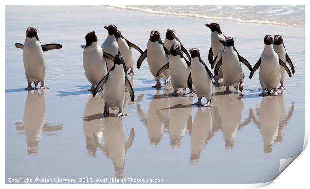Rockhopper Penguin, Falkland Islands Print by Alan Crawford
