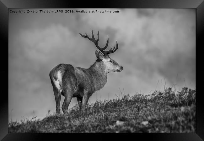Roe Deer Framed Print by Keith Thorburn EFIAP/b