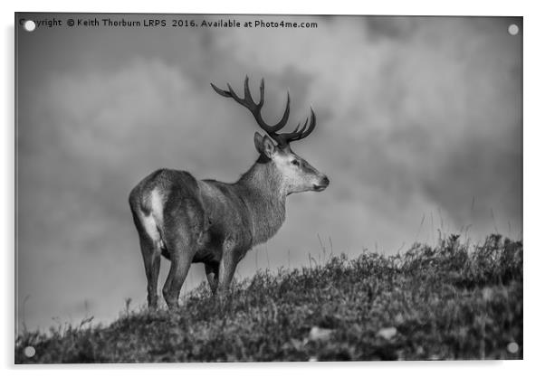 Roe Deer Acrylic by Keith Thorburn EFIAP/b