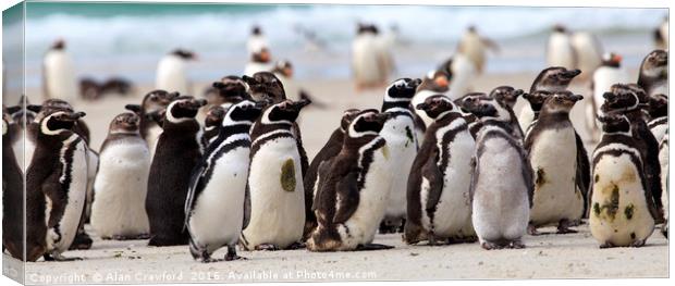 Magellanic Penguins, Falkland Islands Canvas Print by Alan Crawford