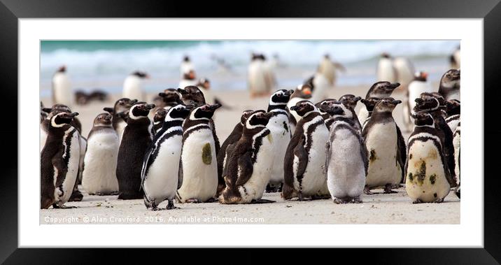 Magellanic Penguins, Falkland Islands Framed Mounted Print by Alan Crawford