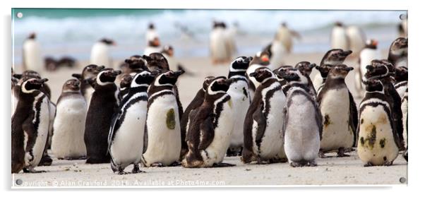 Magellanic Penguins, Falkland Islands Acrylic by Alan Crawford