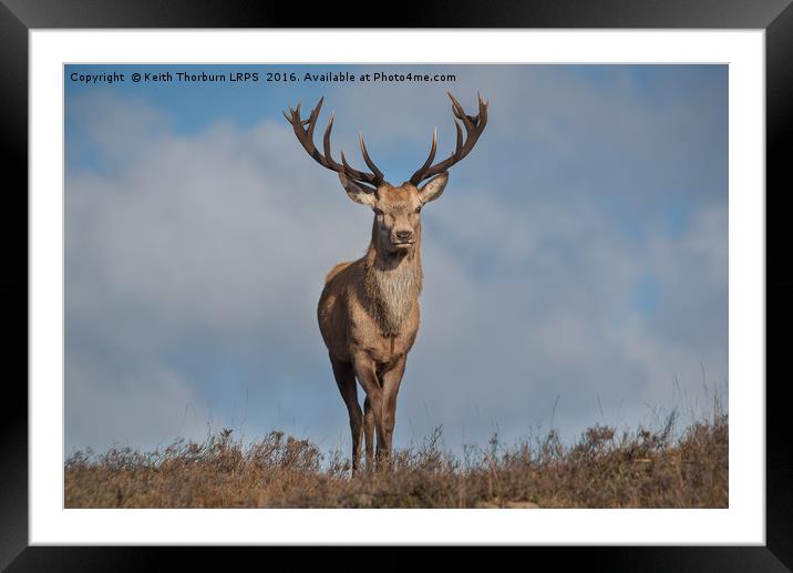 Highland Stag Framed Mounted Print by Keith Thorburn EFIAP/b