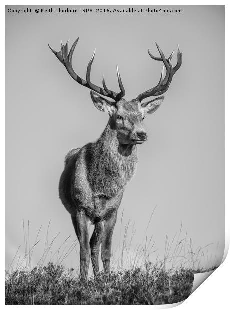 Highland Stag Print by Keith Thorburn EFIAP/b