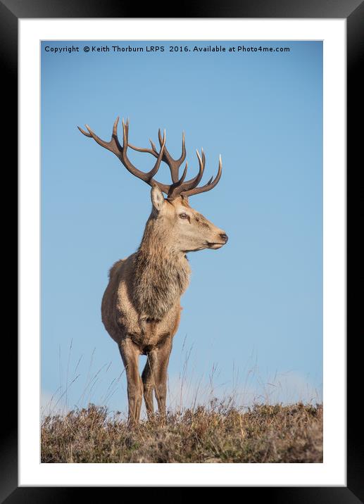 Highland Stag Framed Mounted Print by Keith Thorburn EFIAP/b