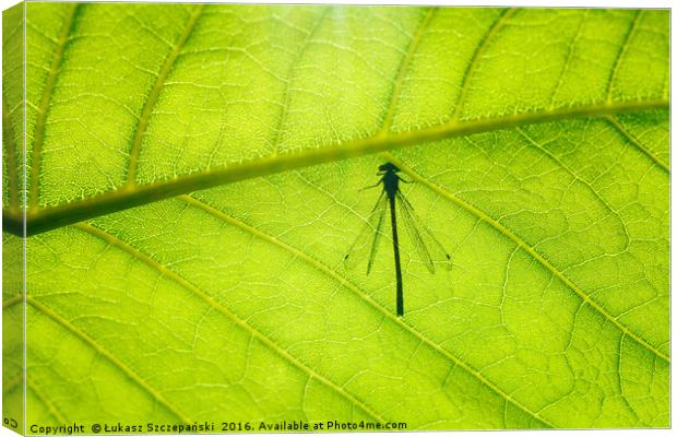Dragonfly on green leaf Canvas Print by Łukasz Szczepański