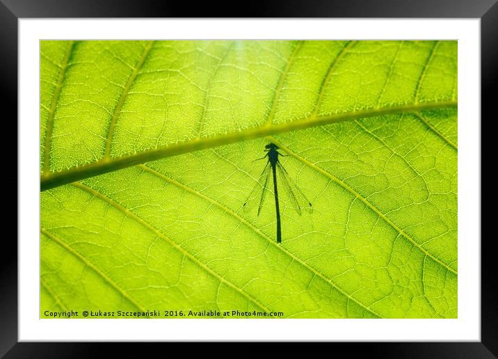 Dragonfly on green leaf Framed Mounted Print by Łukasz Szczepański
