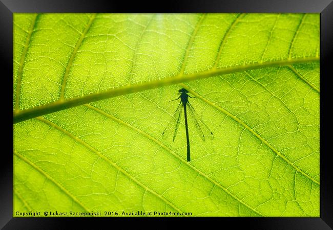 Dragonfly on green leaf Framed Print by Łukasz Szczepański