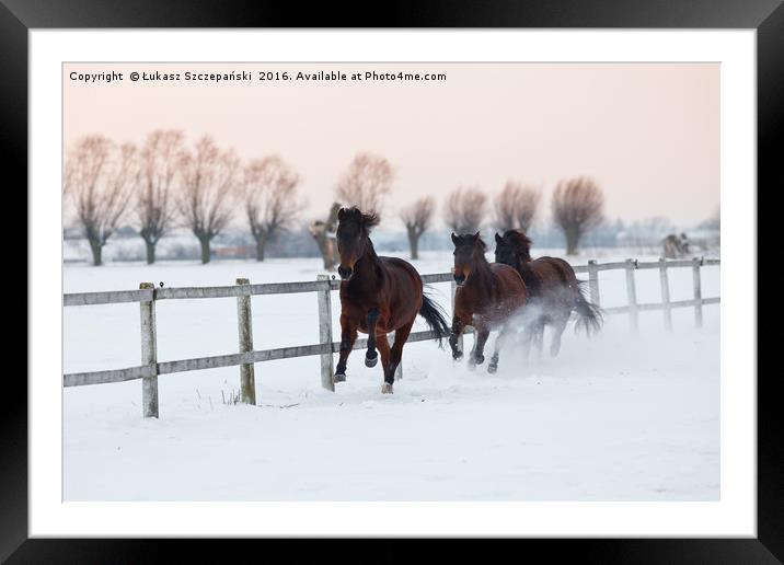 Horses galloping on snowy paddock Framed Mounted Print by Łukasz Szczepański
