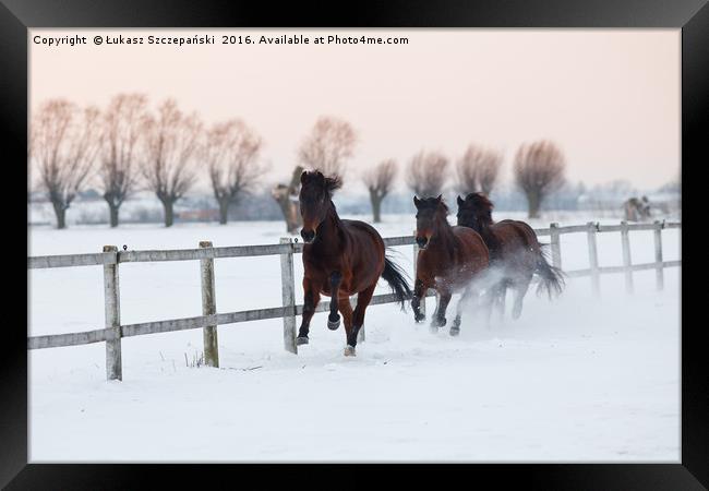 Horses galloping on snowy paddock Framed Print by Łukasz Szczepański