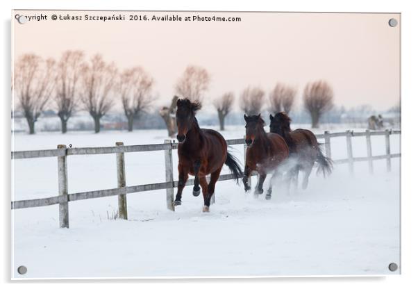 Horses galloping on snowy paddock Acrylic by Łukasz Szczepański
