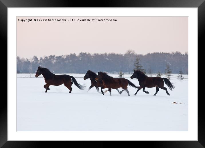 Four horses galloping on paddock covered with snow Framed Mounted Print by Łukasz Szczepański