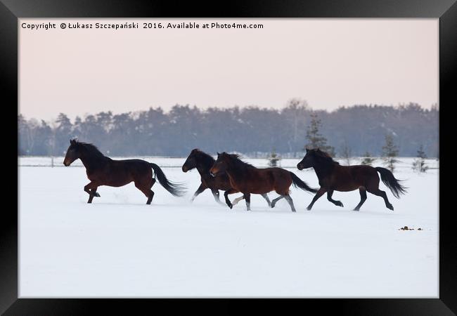 Four horses galloping on paddock covered with snow Framed Print by Łukasz Szczepański