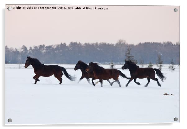 Four horses galloping on paddock covered with snow Acrylic by Łukasz Szczepański