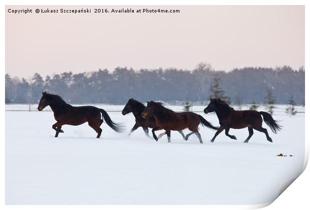 Four horses galloping on paddock covered with snow Print by Łukasz Szczepański