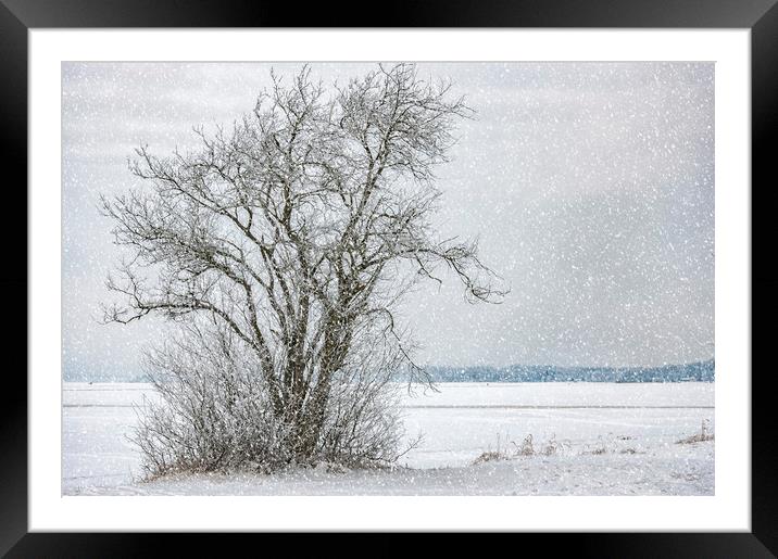 Lonely Tree in Winter Framed Mounted Print by Antony McAulay