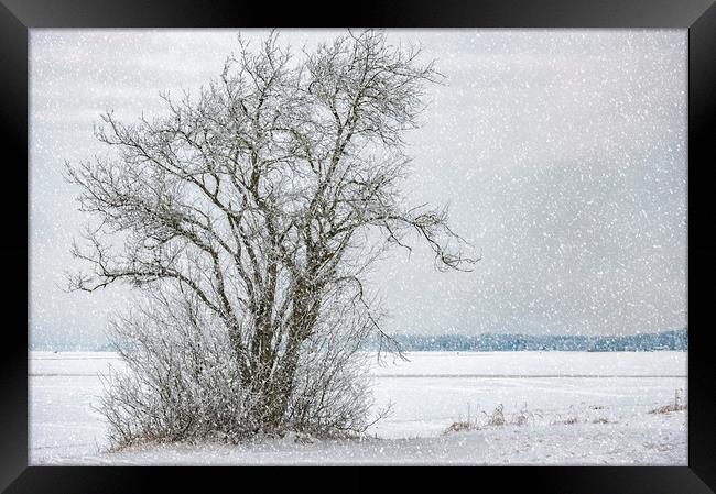 Lonely Tree in Winter Framed Print by Antony McAulay