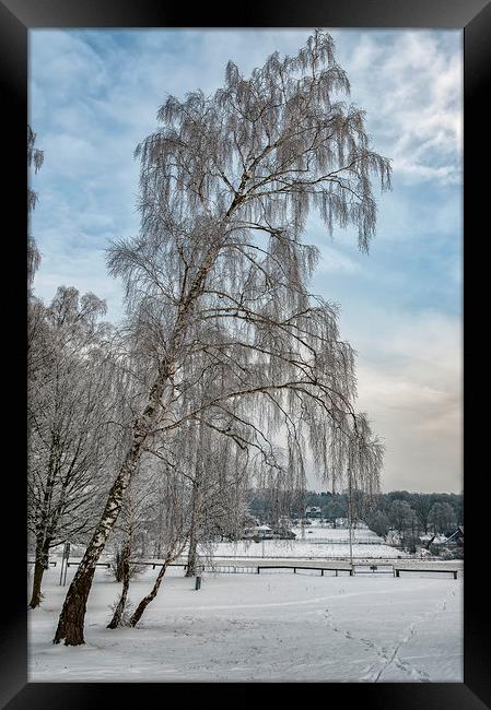 Trees in Winter Framed Print by Antony McAulay