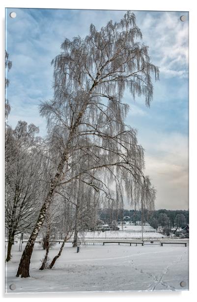 Trees in Winter Acrylic by Antony McAulay