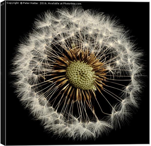 A close up of a Dandelion flower Canvas Print by Peter Hatter