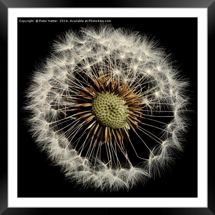 A close up of a Dandelion flower Framed Mounted Print by Peter Hatter