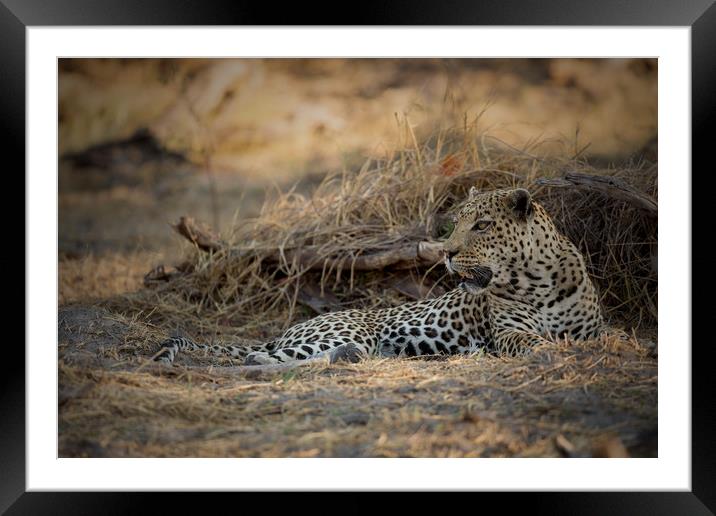 Male leopard Chobe Botswana  Framed Mounted Print by Paul Fine