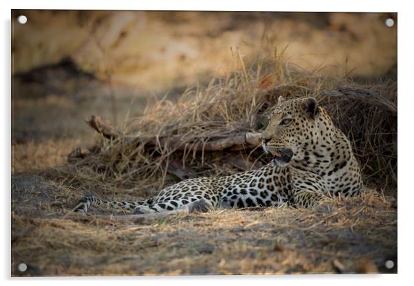 Male leopard Chobe Botswana  Acrylic by Paul Fine