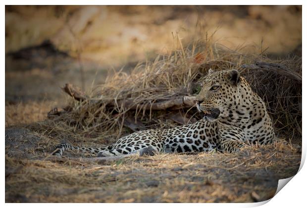 Male leopard Chobe Botswana  Print by Paul Fine