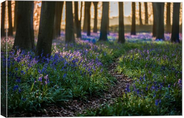 Deep in the Bluebell wood Canvas Print by Philip Male