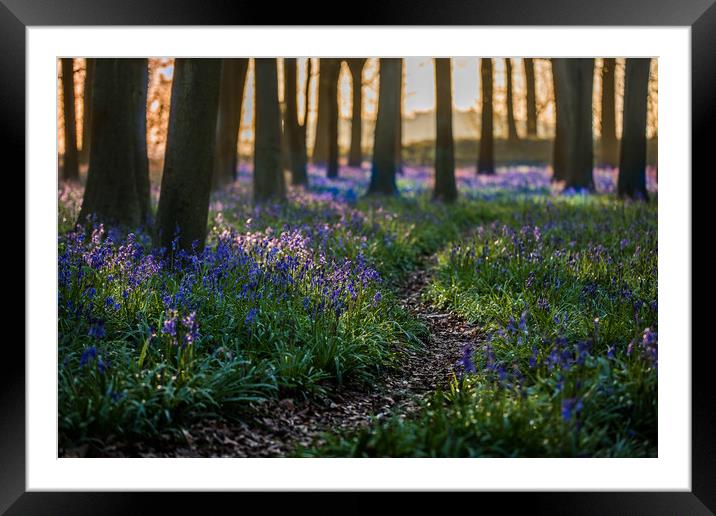 Deep in the Bluebell wood Framed Mounted Print by Philip Male