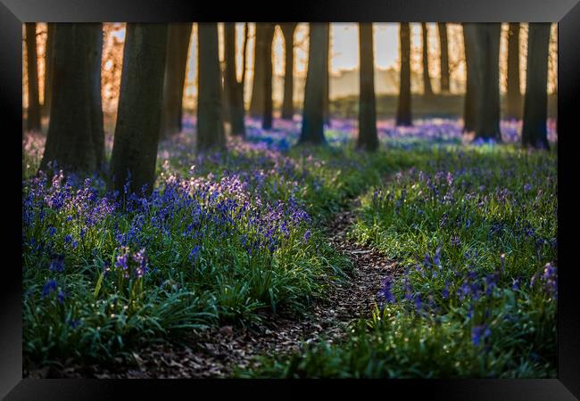 Deep in the Bluebell wood Framed Print by Philip Male