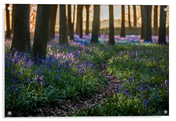 Deep in the Bluebell wood Acrylic by Philip Male