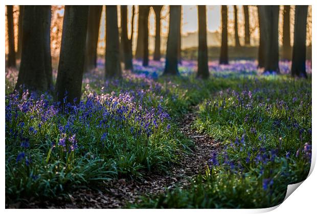 Deep in the Bluebell wood Print by Philip Male