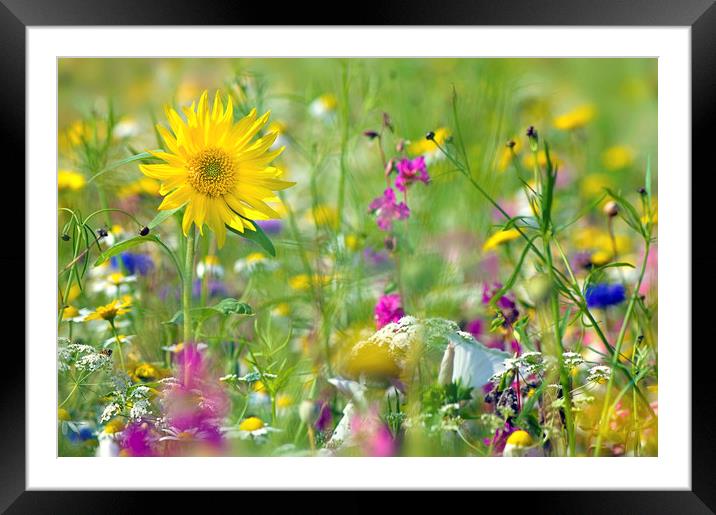 The Flower Meadow Framed Mounted Print by Jacky Parker