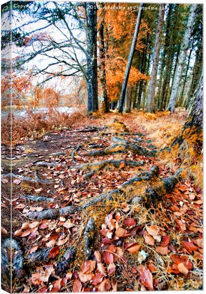 Scottish Highland late Autumn Canvas Print by Andy Anderson