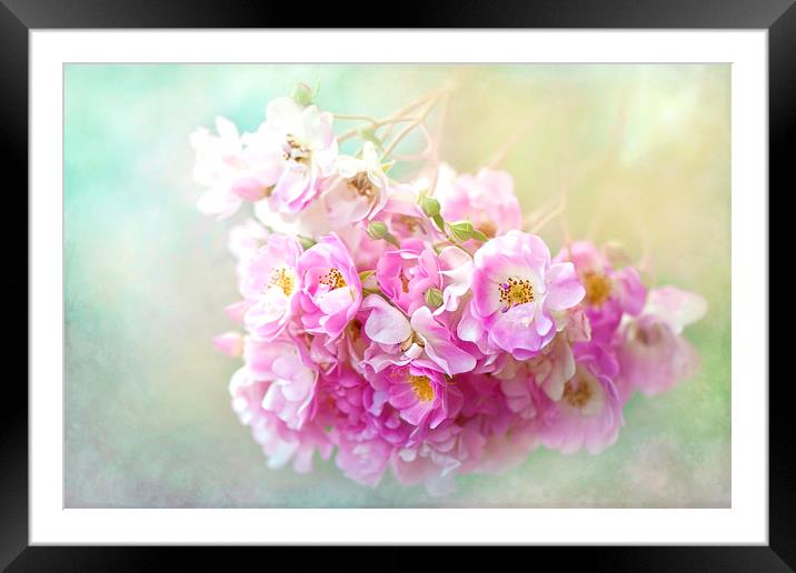 Rose 'Yesterday' pink flowers Framed Mounted Print by Jacky Parker