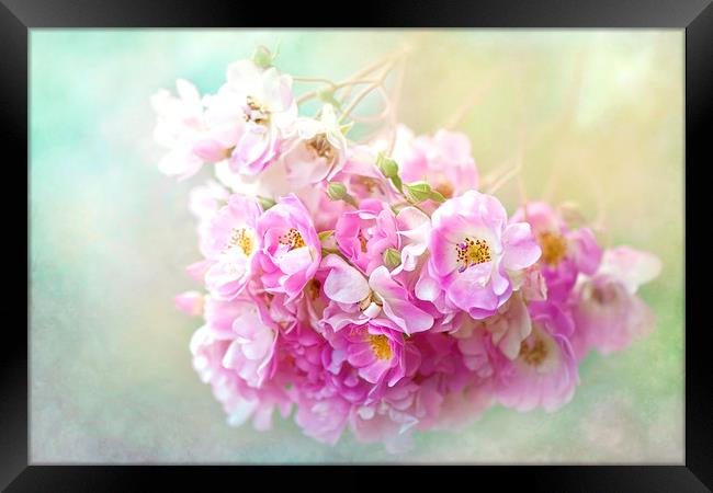 Rose 'Yesterday' pink flowers Framed Print by Jacky Parker
