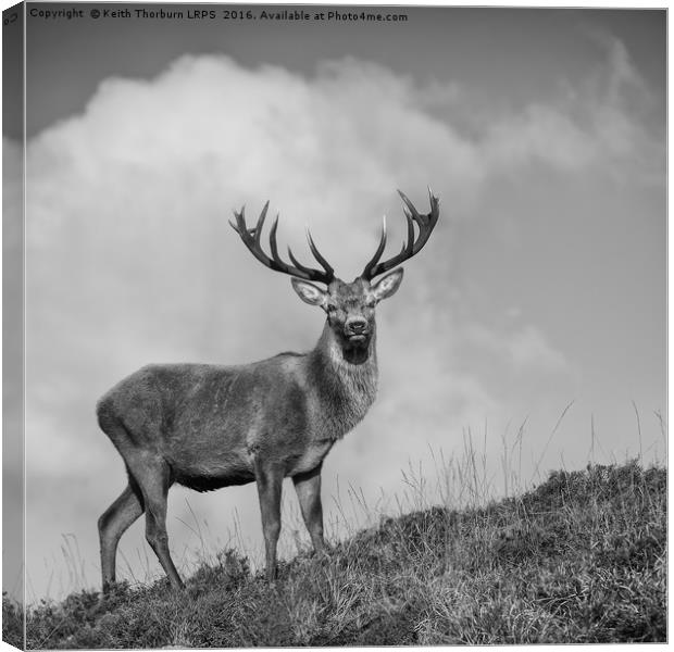 Roe Deer Canvas Print by Keith Thorburn EFIAP/b