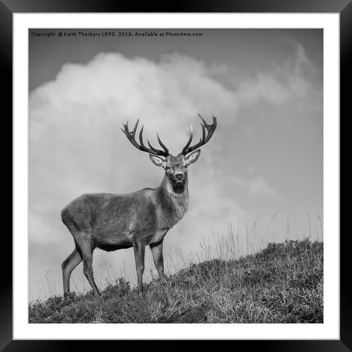 Roe Deer Framed Mounted Print by Keith Thorburn EFIAP/b