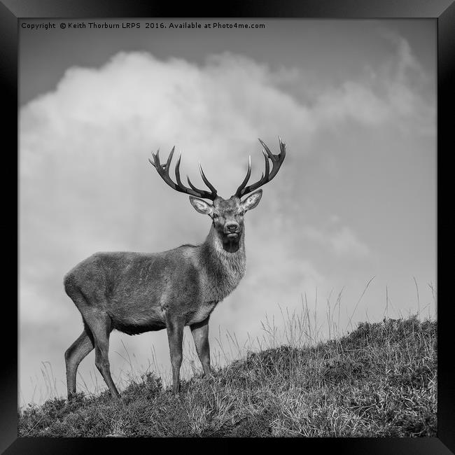Roe Deer Framed Print by Keith Thorburn EFIAP/b