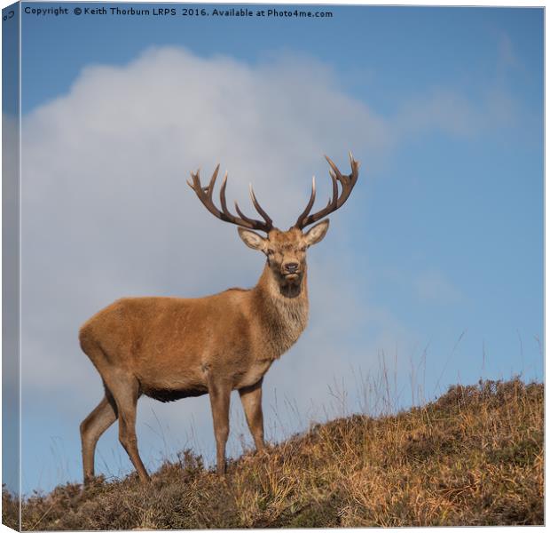 Highland Stag Canvas Print by Keith Thorburn EFIAP/b