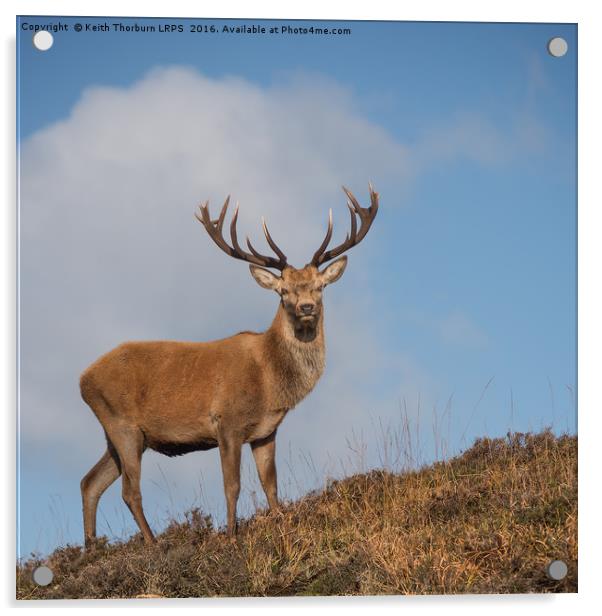 Highland Stag Acrylic by Keith Thorburn EFIAP/b